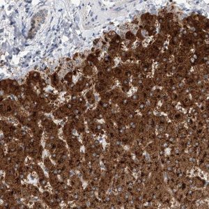 Anti-SLC22A7 antibody produced in rabbit 