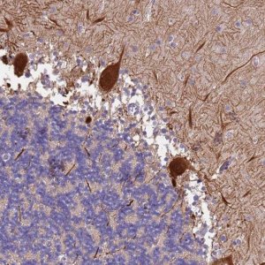 Anti-SLC24A3 antibody produced in rabbit 