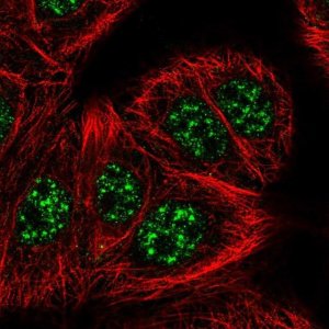 Anti-SLC2A4RG antibody produced in rabbit 