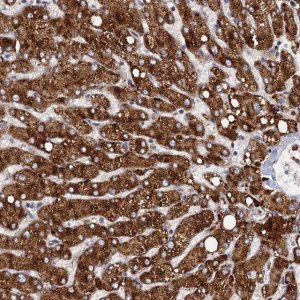 Anti-SLC2A7 antibody produced in rabbit 
