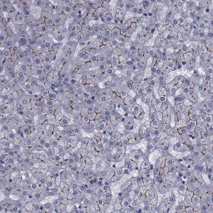 Anti-SLC30A10 antibody produced in rabbit 