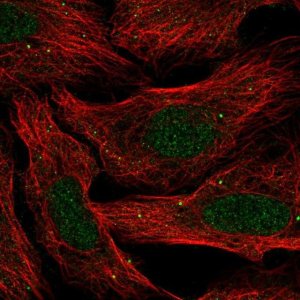 Anti-SLC30A3 antibody produced in rabbit 
