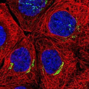 Anti-SLC30A6 antibody produced in rabbit 