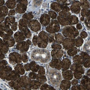 Anti-SLC31A2 antibody produced in rabbit 