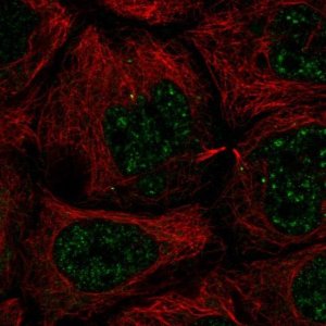 Anti-SLC35A4 antibody produced in rabbit 