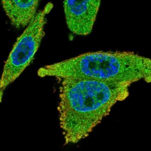 Anti-SLC35B1 antibody produced in rabbit 