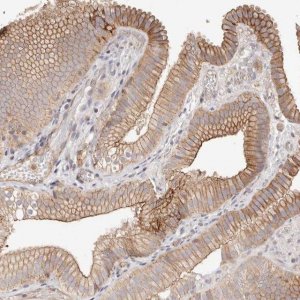 Anti-SLC35B2 antibody produced in rabbit 