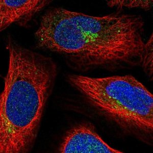Anti-SLC35C2 antibody produced in rabbit 