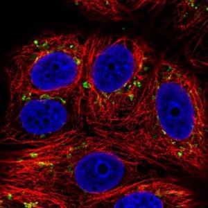 Anti-SLC35E1 antibody produced in rabbit 