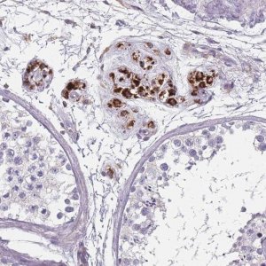 Anti-SLC35E4 antibody produced in rabbit 