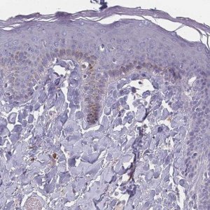 Anti-SLC35E4 antibody produced in rabbit 