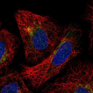 Anti-SLC35F3 antibody produced in rabbit 