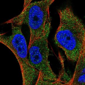 Anti-SLC35G2 antibody produced in rabbit 