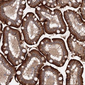 Anti-SLC36A1 antibody produced in rabbit 