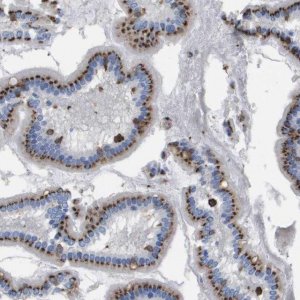 Anti-SLC37A2 antibody produced in rabbit 
