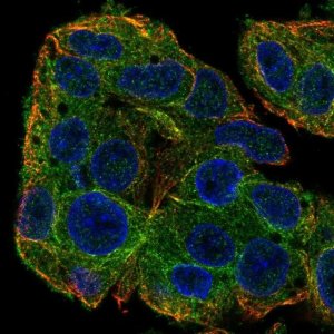Anti-SLC38A3 antibody produced in rabbit 