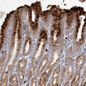 Anti-SLC41A2 antibody produced in rabbit 