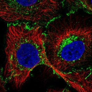 Anti-SLC44A2 antibody produced in rabbit 
