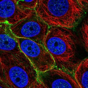 Anti-SLC5A6 antibody produced in rabbit 