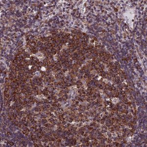 Anti-SLC9A5 antibody produced in rabbit 