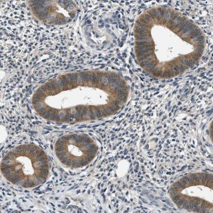 Anti-SMAD4 antibody produced in rabbit 