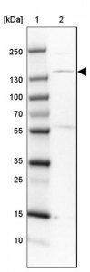 Anti-SMC3 antibody produced in rabbit HPA037411-100UL