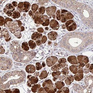 Anti-SMCO4 antibody produced in rabbit 