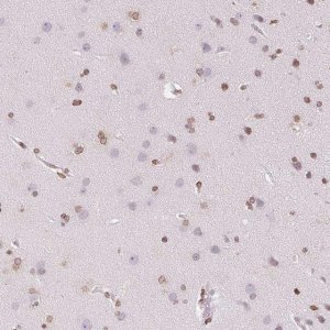 Anti-SMIM12 antibody produced in rabbit 