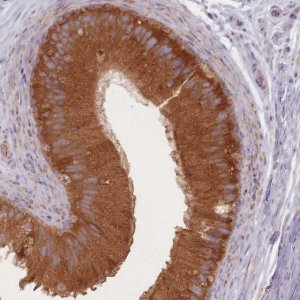 Anti-SMIM14 antibody produced in rabbit 