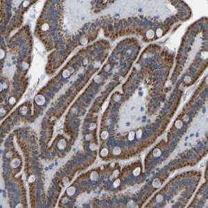 Anti-SMIM20 antibody produced in rabbit 