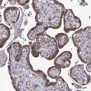 Anti-SMS antibody produced in rabbit 
