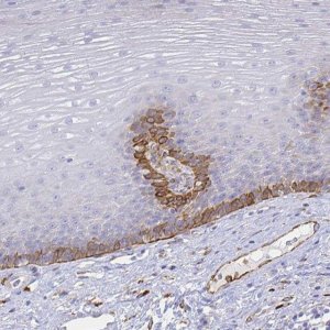 Anti-SMURF1 antibody produced in rabbit 