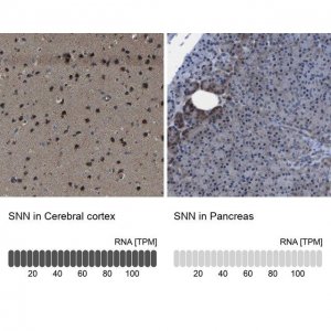 Anti-SNN antibody produced in rabbit 
