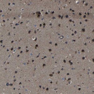 Anti-SNN antibody produced in rabbit 