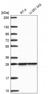 Anti-SNRPB2 antibody produced in rabbit 