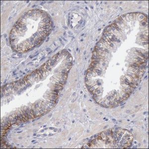 Anti-SNTB2 antibody produced in rabbit HPA001394-100UL