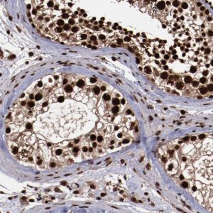 Anti-SNW1 antibody produced in rabbit 