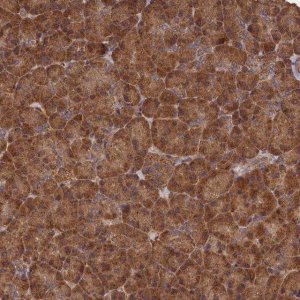 Anti-SNX33 antibody produced in rabbit 