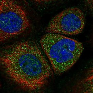 Anti-SOCS5 antibody produced in rabbit 