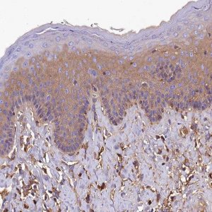 Anti-SOD3 antibody produced in rabbit 