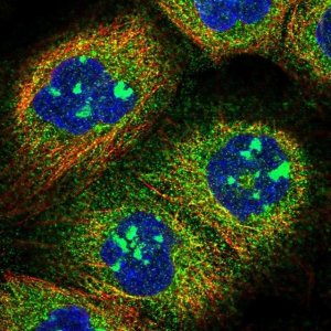 Anti-SOGA1 antibody produced in rabbit 