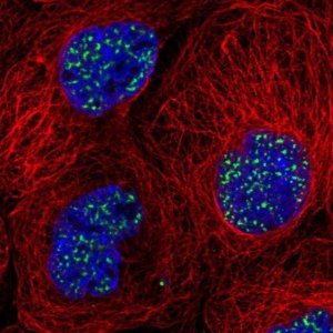Anti-SON antibody produced in rabbit 