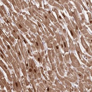 Anti-SORBS2 antibody produced in rabbit 