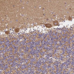 Anti-SORL1 antibody produced in rabbit 