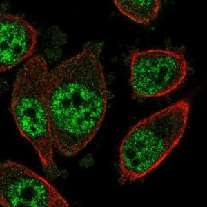 Anti-SOX12 antibody produced in rabbit 