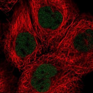 Anti-SOX13 antibody produced in rabbit 