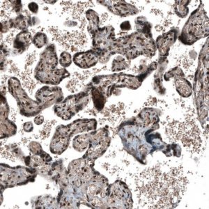 Anti-SOX7 antibody produced in rabbit 