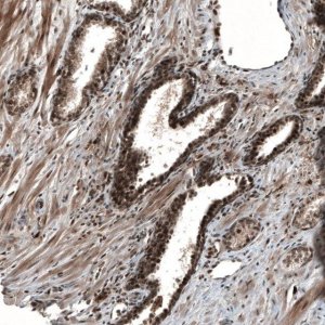 Anti-SOX7 antibody produced in rabbit 