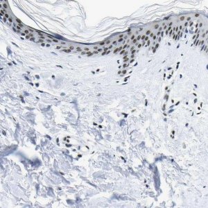 Anti-SP1 antibody produced in rabbit 