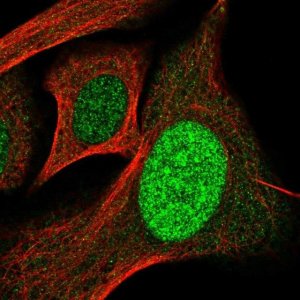 Anti-SP110 antibody produced in rabbit HPA058554-100UL
